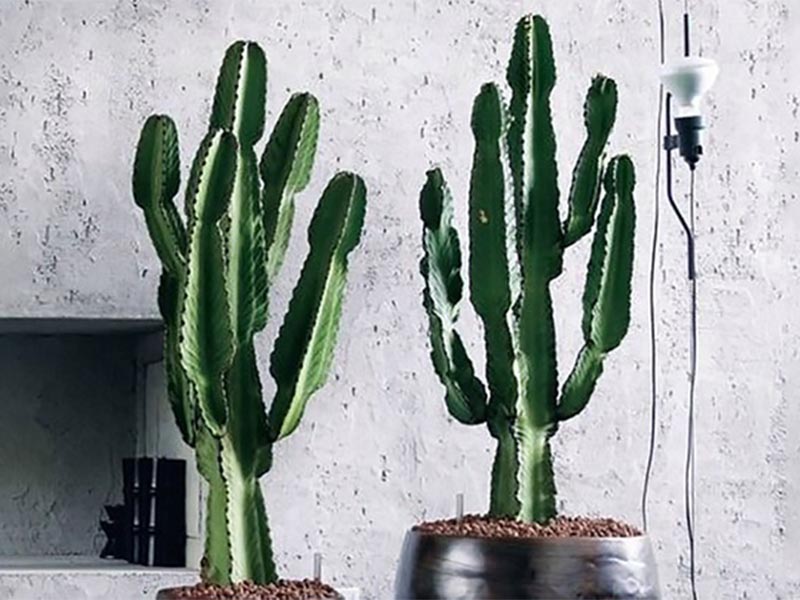 10 plantas de interior para decorar tu hogar en primavera 