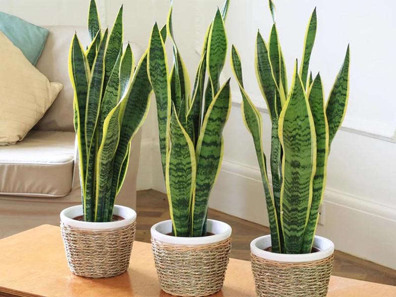 10 plantas de interior para decorar tu hogar en primavera 