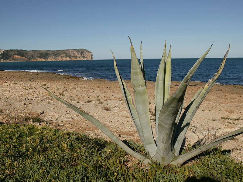 Cala Segon Muntanyar - 12 playas y calas de Jávea: una para disfrutar cada mes el año 