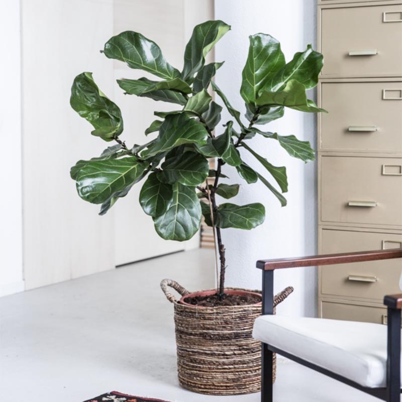 10 plantas de interior para decorar tu hogar en primavera 