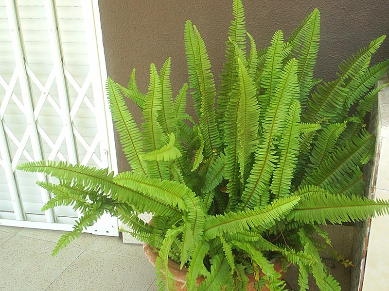 10 plantas de interior para decorar tu hogar en primavera 