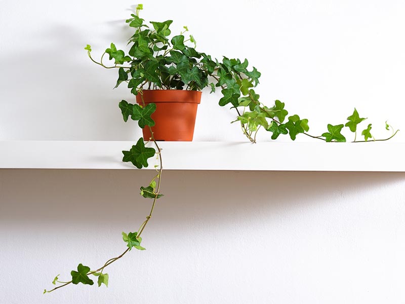 10 plantas de interior para decorar tu hogar en primavera 