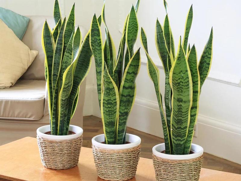 10 plantas de interior para decorar tu hogar en primavera